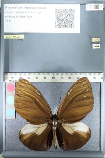Media type: image;   Entomology 159052